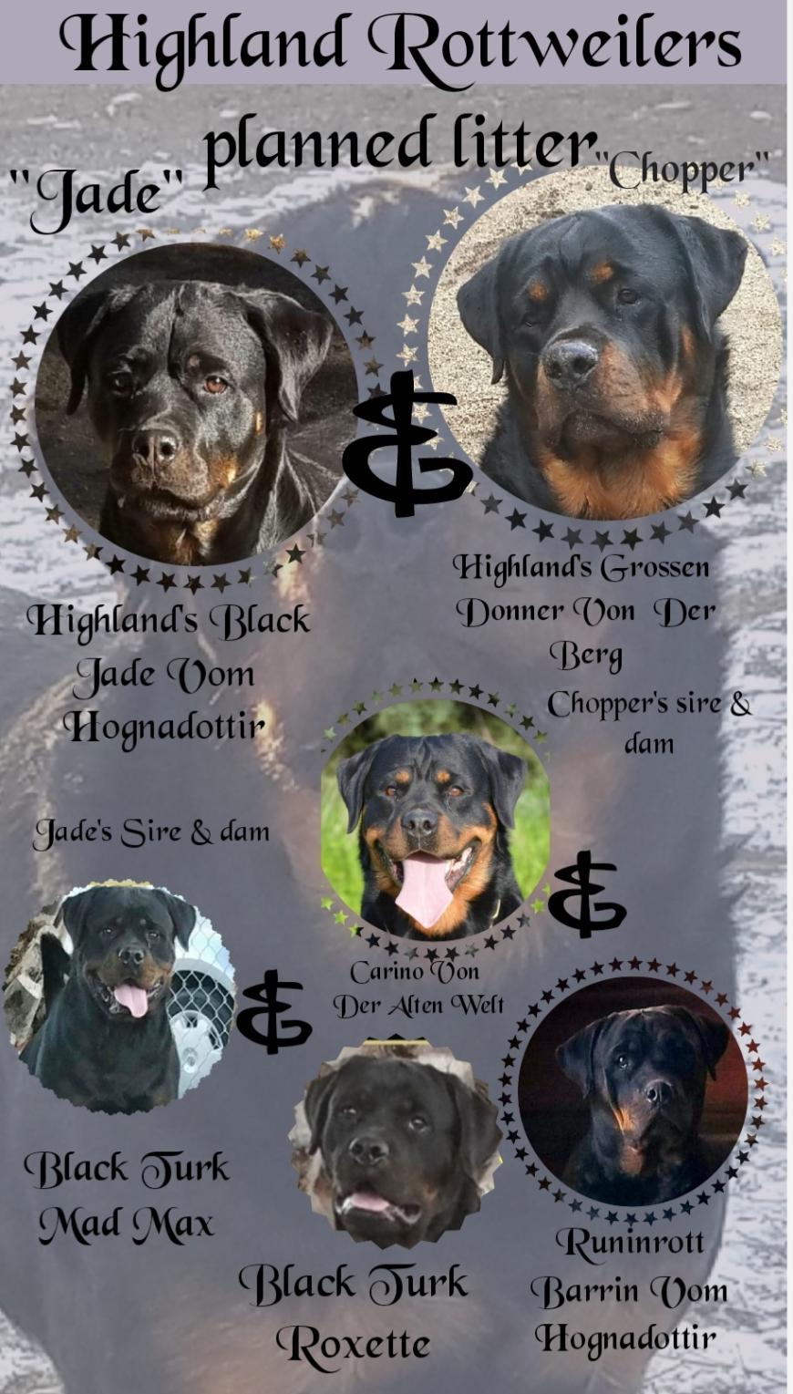 How Long Rottweilers Stay In Heat